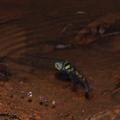 灰黑蜻蜓產卵濺起點點水珠。圖片來源：葉文琪