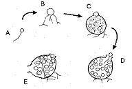 蛙壺菌的生活史。圖片來源：參考文獻[2]