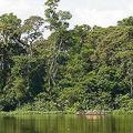剛果民主共和國有世界第二大雨林區。圖片來源：Greenpeace