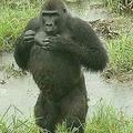 位於剛果盆地中的野生大猩猩。圖片來源：WCS