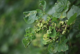 刺桐釉小蜂的蟲癭使植物變得醜陋，並造成植物不開花。照片提供：許嘉錦