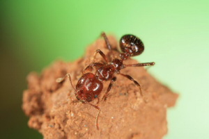入侵紅火蟻。照片提供：許嘉錦