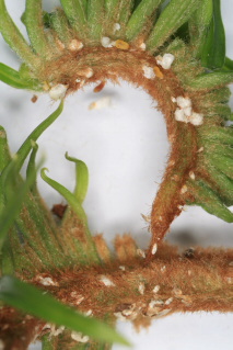 白輪盾介殼蟲主要危害國內的蘇鐵類植物。照片提供：許嘉錦