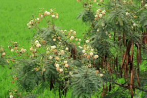 銀合歡的葉片具毒素，能阻礙其他植物的生長。照片提供：許嘉錦