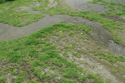 布袋蓮生長快速，常阻塞水道而造成排水問題。照片提供：許嘉錦