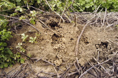 入侵紅火蟻的巢。照片提供：許嘉錦