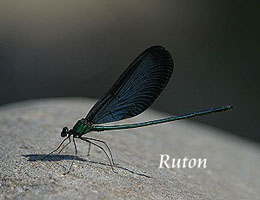 白痣珈蟌雄蟲擁有豔綠的身軀以及深藍色的翅膀。圖片來源：基隆河守護網。