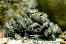 似殼菜蛤在台灣西南部海岸皆有發現。照片提供：廖運志