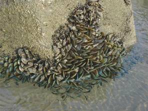 綠殼菜蛤即是大家所熟知的孔雀蛤。照片提供：廖運志