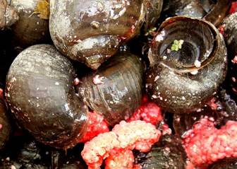 繁殖力驚人的福壽螺，紅色部分為其卵粒。照片提供：廖運志