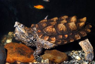鱷龜遭人棄養而淪落全台水域。照片提供：廖運志