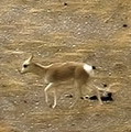 藏羚羊。圖片來源：Wikimedia