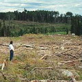 Grassy Narrows族傳統生活圈內的伐木後的狀況。圖片來源：Amnesty International Canada