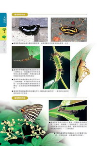 食草圖鑑個論在說明植物特徵之後，同時介紹相關蝶種的生活史詳細記錄。圖片來源：晨星出版社