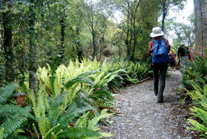 紐西蘭國家公園步道，豐富的林相，像千面女郎一般令人驚豔。圖片提供：小葉子