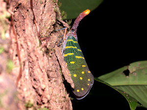婆羅洲高汀國家公園意外拍到長吻蠟蟬。圖片提供：楊家旺