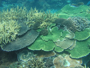 珊瑚礁是海中熱帶雨林。圖片來源：陳昭倫。