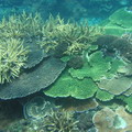 珊瑚礁是海中熱帶雨林。圖片來源：陳昭倫