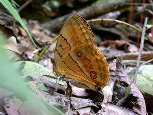 環紋蝶翅翼上的圓型眼紋，彷彿是串起的美麗項鍊。圖片提供：楊家旺