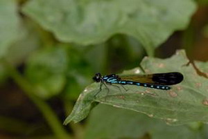 棋紋鼓蟌雄蟲全身黑色帶有淡藍色斑紋。照片提供：葉文琪