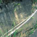 大扁雀麥。圖片來源：陳志輝。