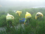 志工們在淒風苦雨中與李氏禾奮戰