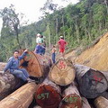 三林木材公司的伐木行為，令當地部落就一直遭受環境衝擊。圖片來源：Borneo Resources Institute
