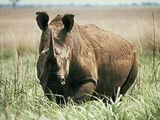 朗巴國家公園內的北非白犀牛。圖片來源：Kes & Fraser Smith