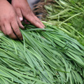 反季節生產的韭菜因施打高毒農藥變成有名的「毒菜」。照片來源：Den Zen