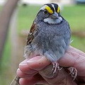 位於曼諾勉保育科學中心的白喉帶鵐（white-throated sparrow）。圖片來源：Manomet Center