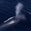 出現在加州海岸的藍鯨。圖片來源：Big Sur Chamber of Commerce
