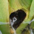 福壽螺躲棲於植物莖部情形。圖片提供：黃仲杰