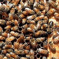 美國境內的蜜蜂正以驚人速度消失。圖片來源：USDA Bee Research Lab