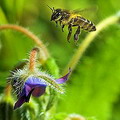 大部分的水果和蔬菜，都必須仰賴蜜蜂來傳播花粉。圖片來源：Louis Dobson