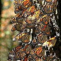 帝王蝶。圖片來源：U.S. Forest Service