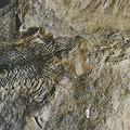 在加拿大的喬金斯化石斷崖發現的化石。圖片來源：Fossils of Nova Scotia