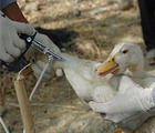 注射疫苗抵抗禽流感的鴨子。圖片來源：FAO