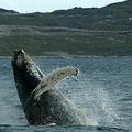 破水而出的鯨魚。圖片來源：Greenland Tourism and Business Council