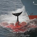 日本以科學研究為名捕殺鯨魚。圖片來源：Greenpeace