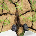 乾旱令稻米無法生長。圖片來源：IRRI