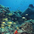 位於佛羅里達州的珊瑚礁。圖片來源：NOAA