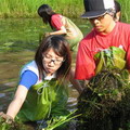 志工們努力與布滿池面的苦草、水蘊草和異葉水簑衣拉扯奮戰！