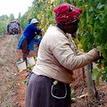 南非的農家婦女。圖片來源：Sikhula Sonke/War on Want