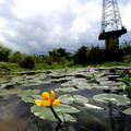 台灣萍蓬草正在池內恣意綻放。圖片提供：廖漢威