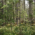 安大略省境內的北方森林。圖片來源：John Wartman