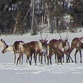 安大略省境內北方森林的北美馴鹿。圖片來源：Global Forest Watch Canada