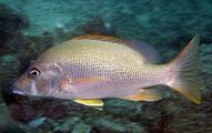 位於Abrolhos珊瑚礁系統內的魚類。圖片來源：Conservation International