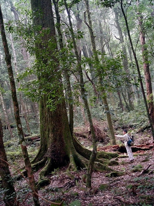 樟科及殼斗科為主的森林中，常以高大挺拔的木荷最為突出。圖片提供：江某