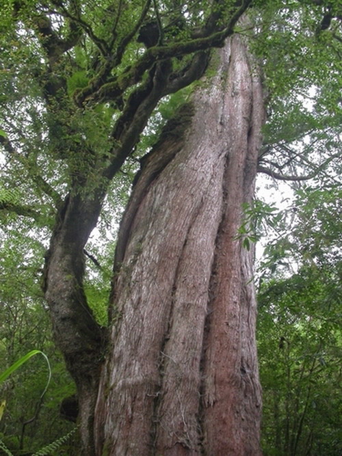 台灣的檜木在部分潮溼的中海拔區塊裡常形成極優勢的林相，稱為「檜木林」。圖片提供：江某