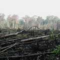 在墨西哥南部因農耕而燒掉的森林。圖片來源：Jami Dwyer